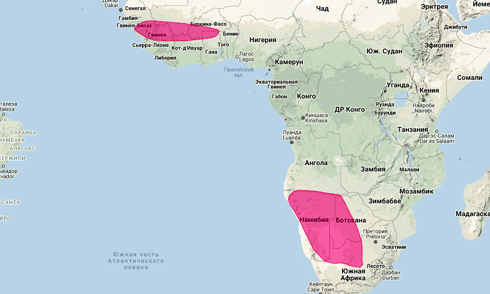 Подковонос Дента (Rhinolophus denti) Ареал обитания на карте