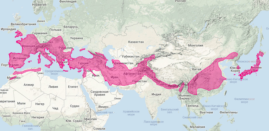 Большой подковонос (Rhinolophus ferrumequinum) Ареал обитания на карте