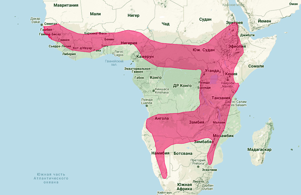 Дамарский подковонос (Rhinolophus fumigatus) Ареал обитания на карте