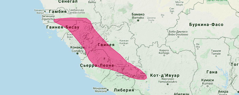 Гвинейский подковонос (Rhinolophus guineensis) Ареал обитания на карте