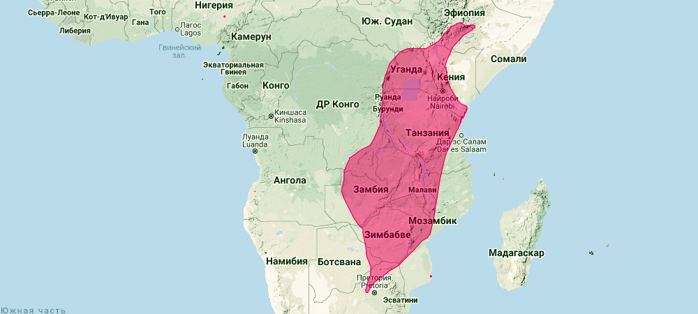 Подковонос Гильдебрандта (Rhinolophus hildebrandtii) Ареал обитания на карте