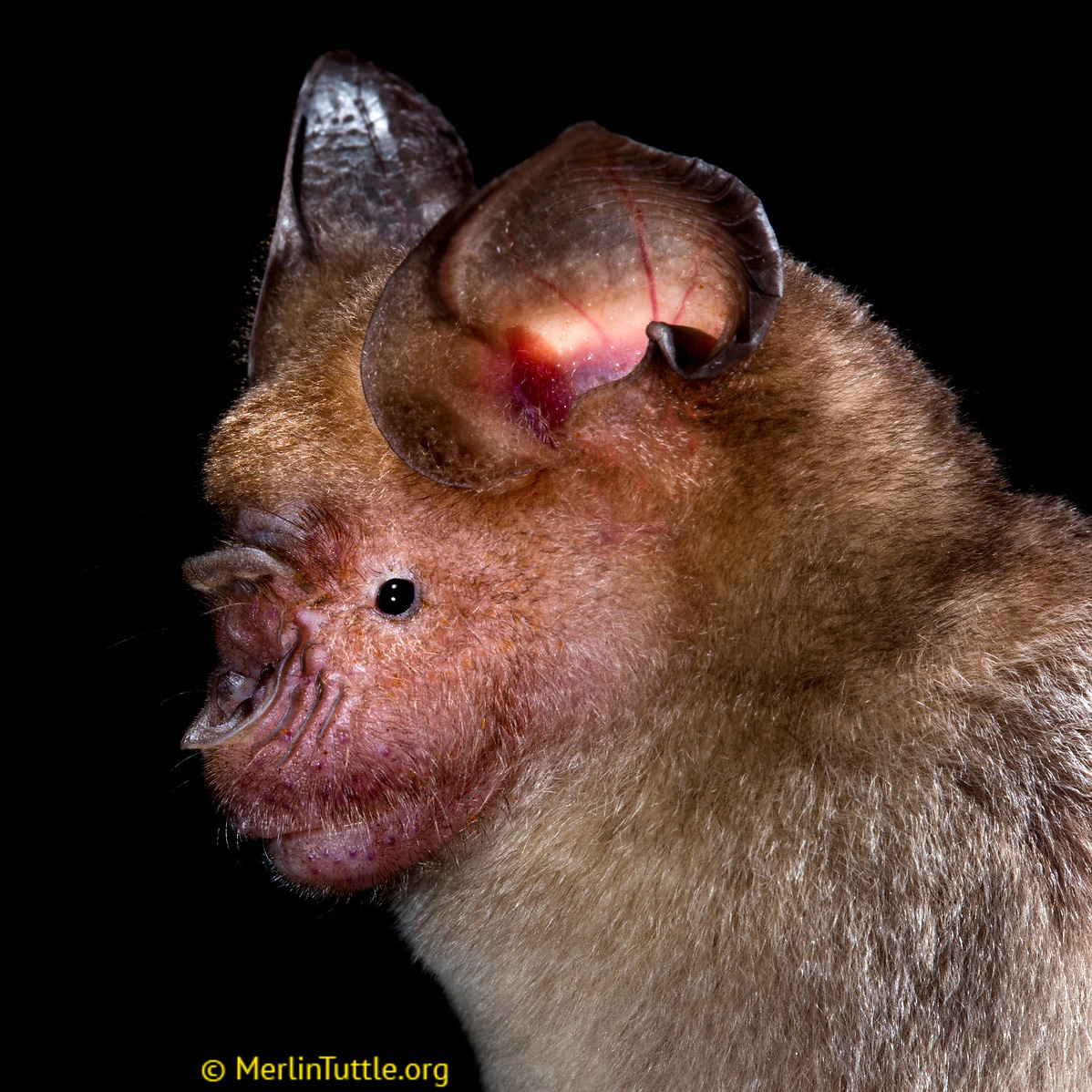 Малый подковонос (Rhinolophus hipposideros) Фото №10