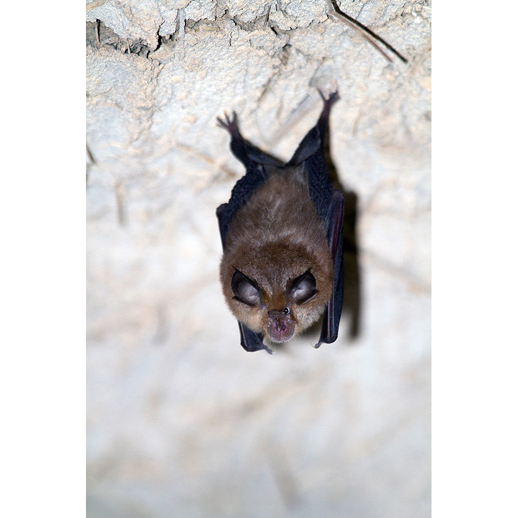 Малый подковонос (Rhinolophus hipposideros) Фото №2