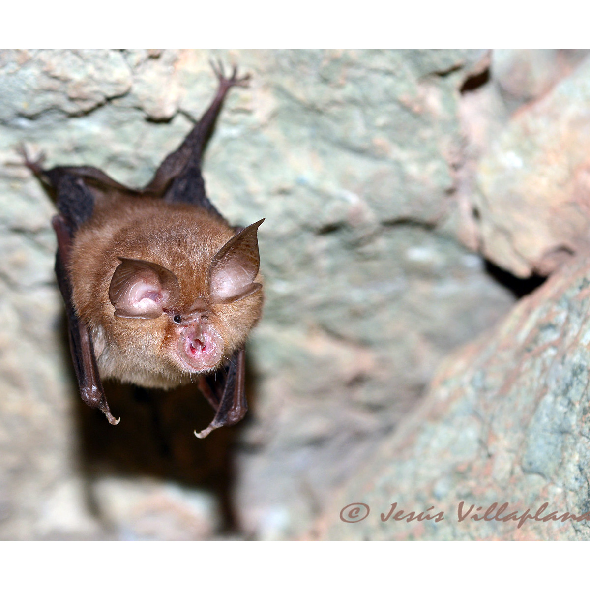 Малый подковонос (Rhinolophus hipposideros) Фото №3