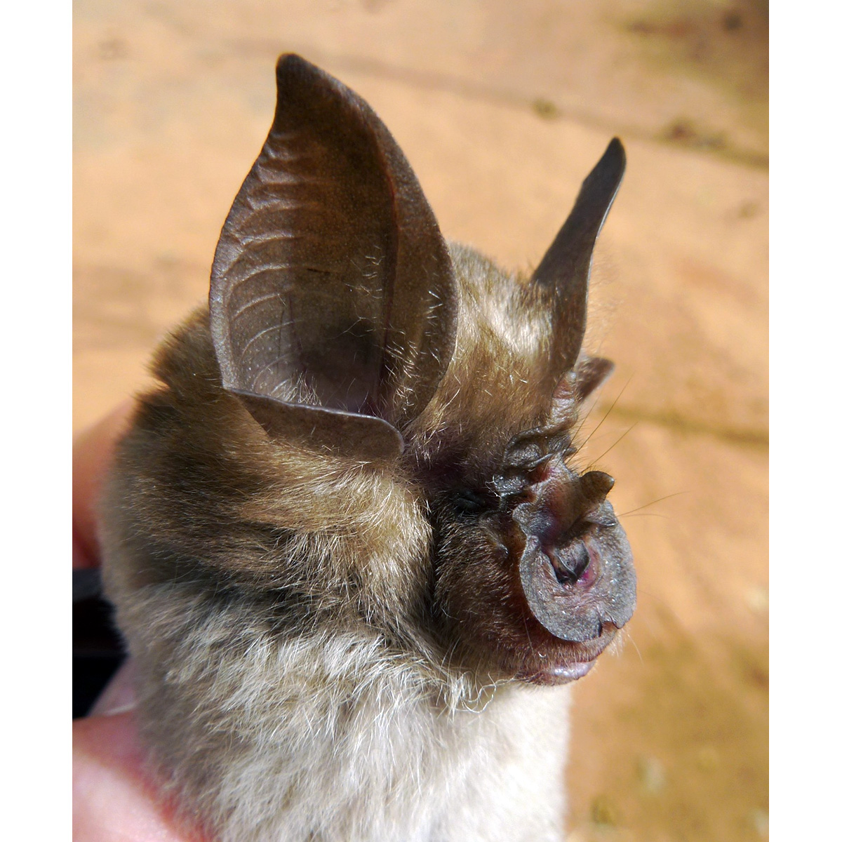 Подковонос Ландера (Rhinolophus landeri) Фото №10