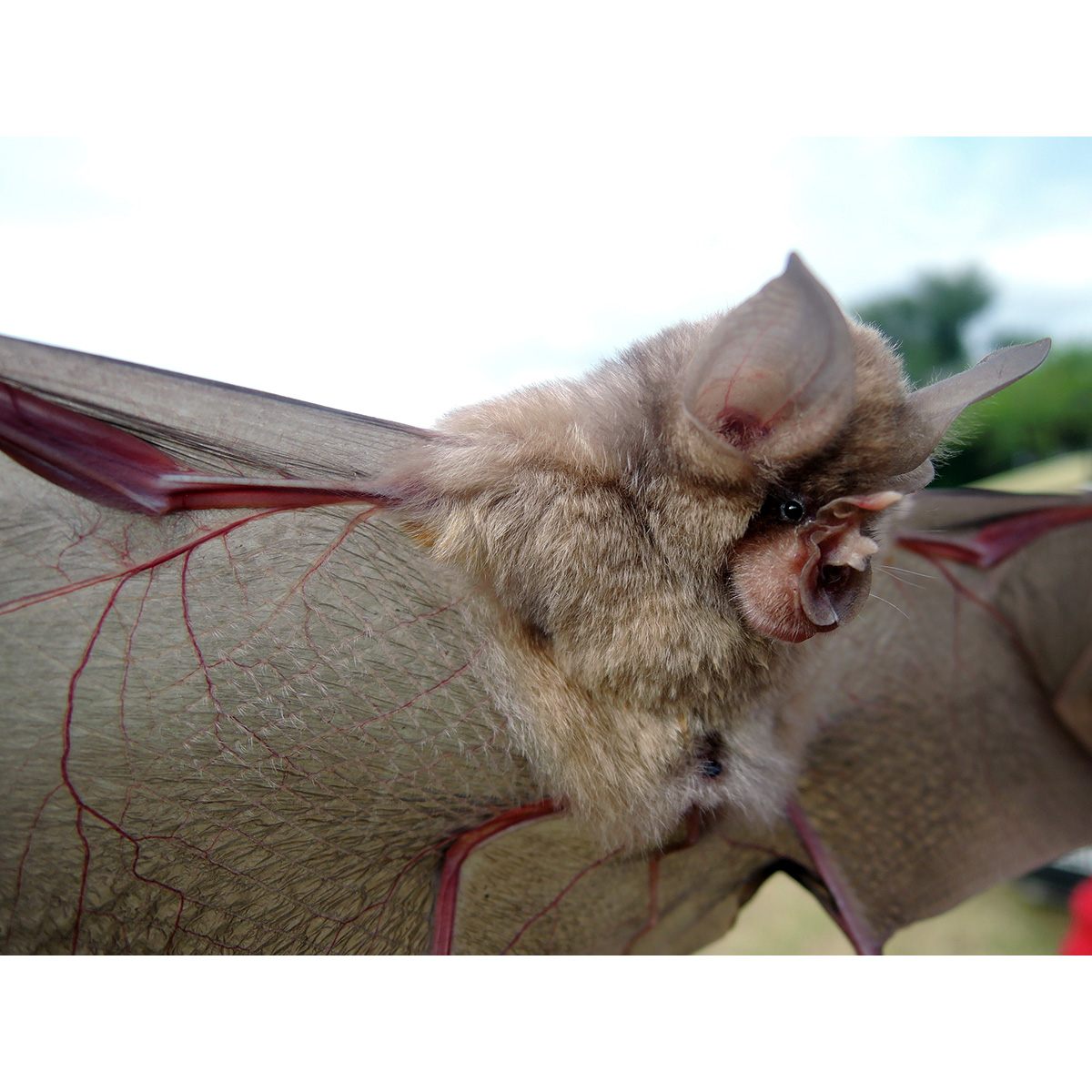 Подковонос Ландера (Rhinolophus landeri) Фото №3