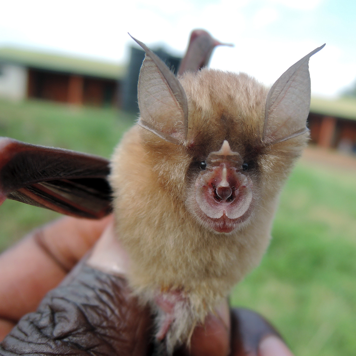 Подковонос Ландера (Rhinolophus landeri) Фото №4