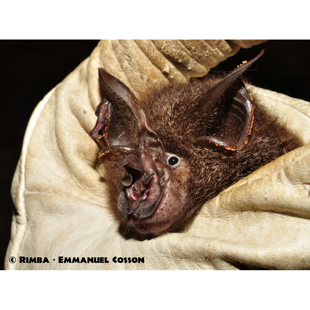 Большой восточный подковонос (Rhinolophus luctus) Фото №8