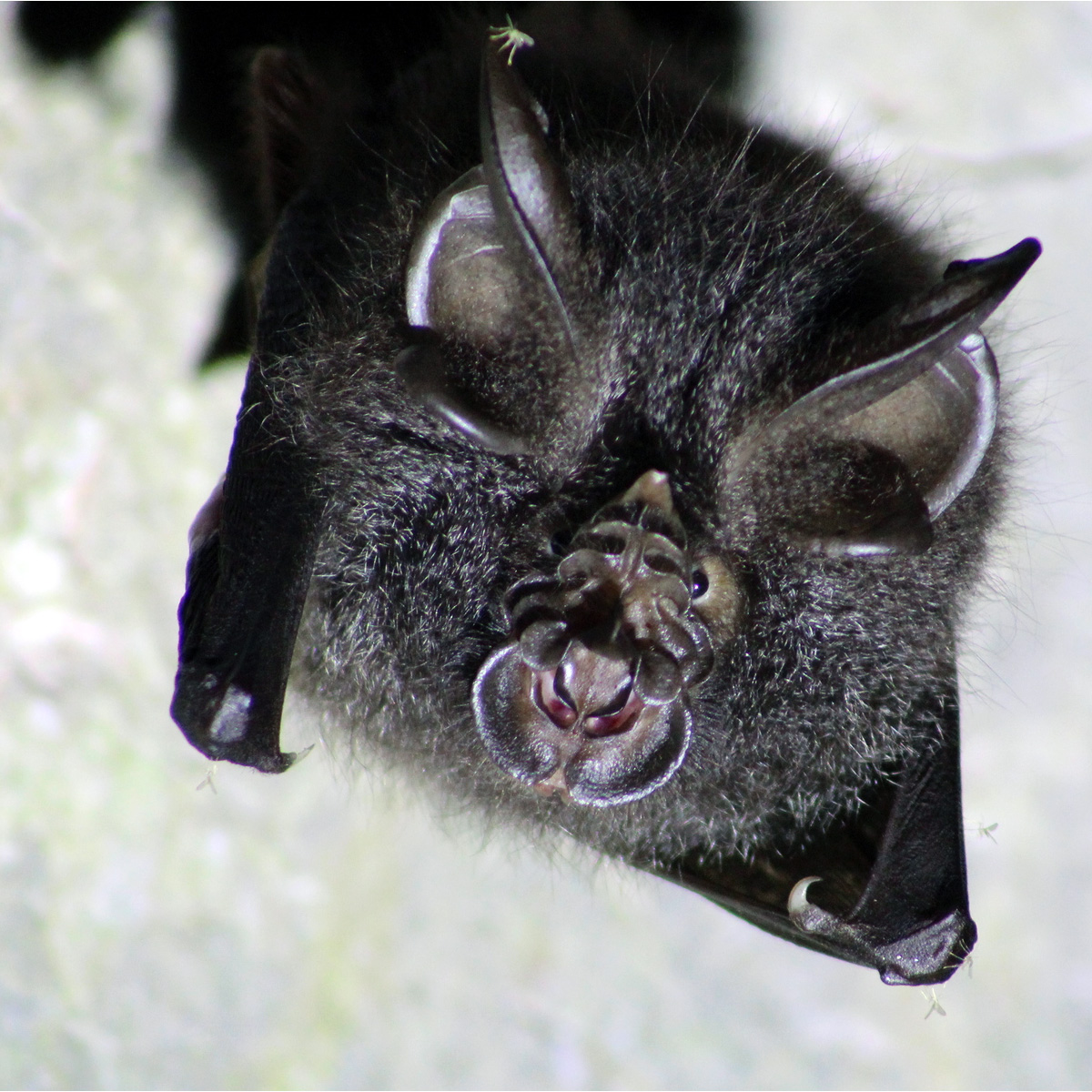 Большой восточный подковонос (Rhinolophus luctus) Фото №9