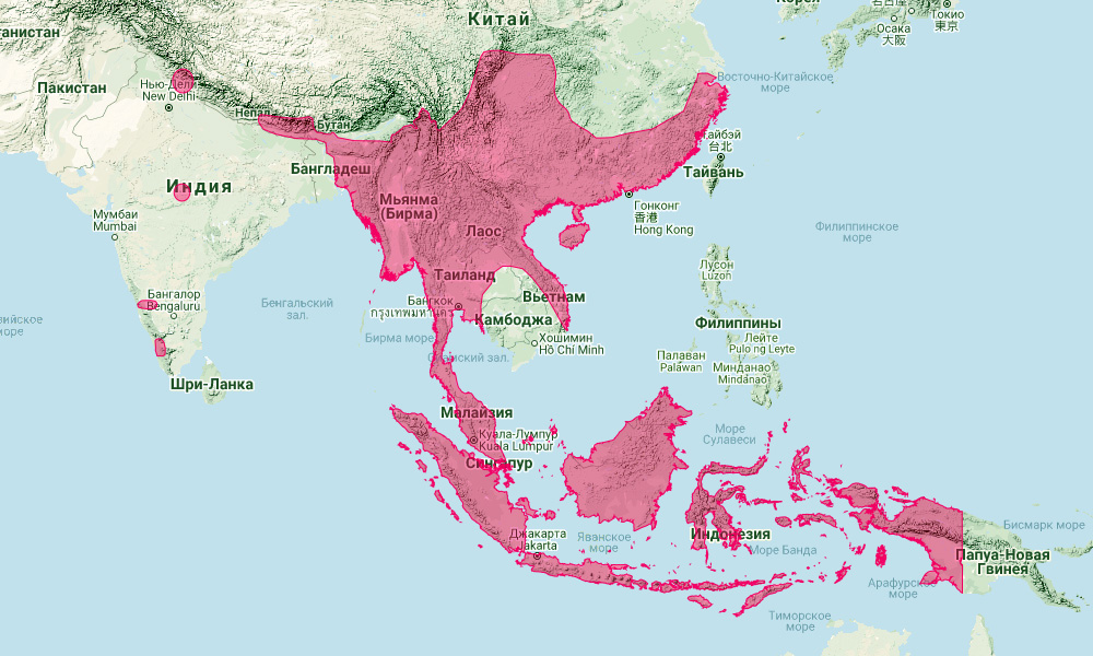 Большой восточный подковонос (Rhinolophus luctus) Ареал обитания на карте