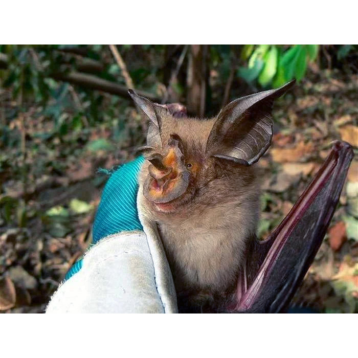 Подковонос Маклауда (Rhinolophus maclaudi) Фото №2