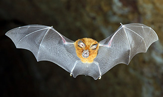 Rhinolophus megaphyllus ignifer