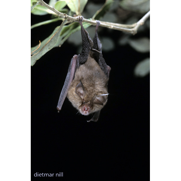 Подковонос Мегели (Rhinolophus mehelyi) Фото №3