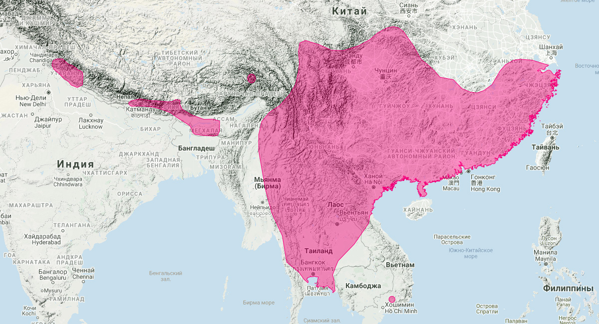 Подковонос Пирсона (Rhinolophus pearsonii) Ареал обитания на карте