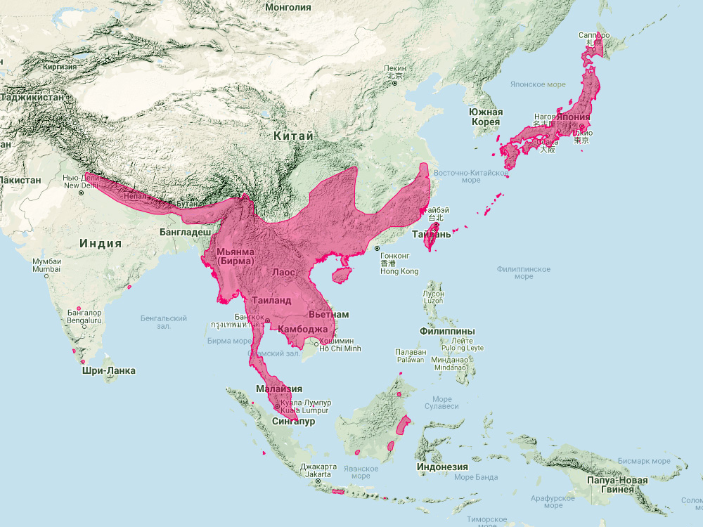 Карликовый подковонос (Rhinolophus pusillus) Ареал обитания на карте