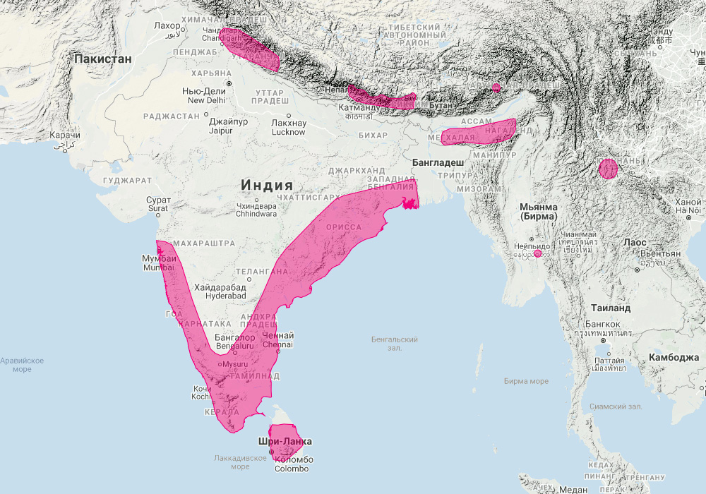 Подковонос Ру (Rhinolophus rouxii) Ареал обитания на карте