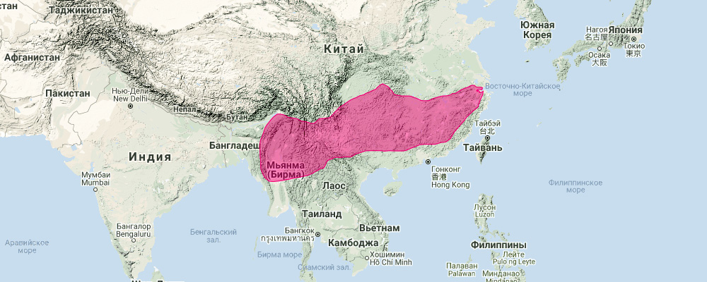 Shortridge's Horseshoe Bat (Rhinolophus shortridgei) Ареал обитания на карте