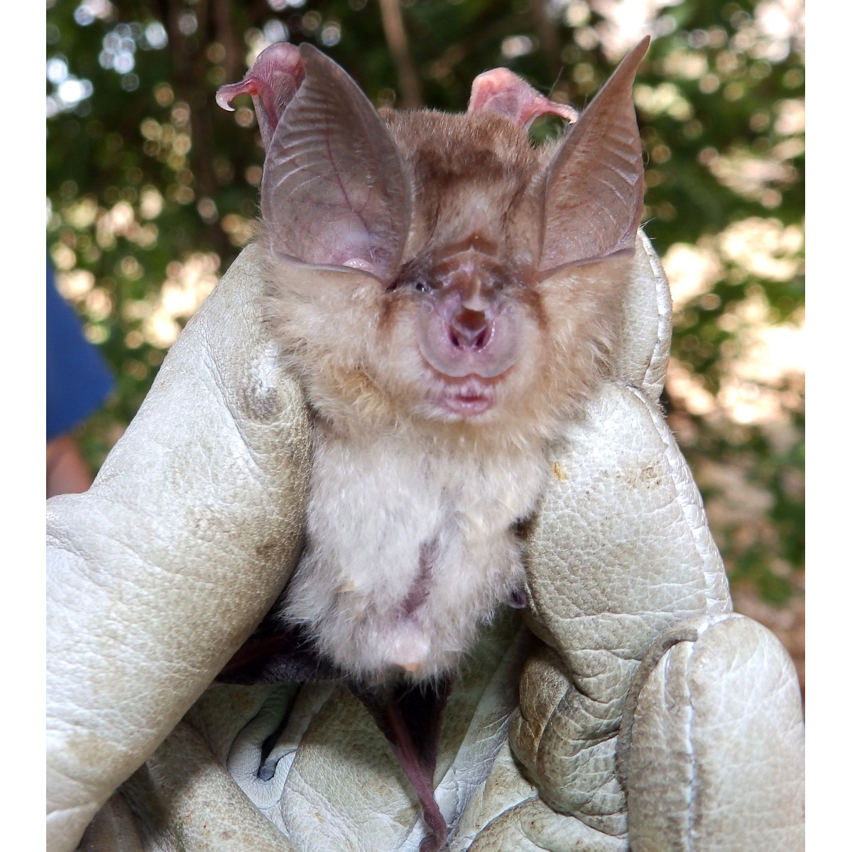 Bushveld Horseshoe Bat (Rhinolophus simulator) Фото №2