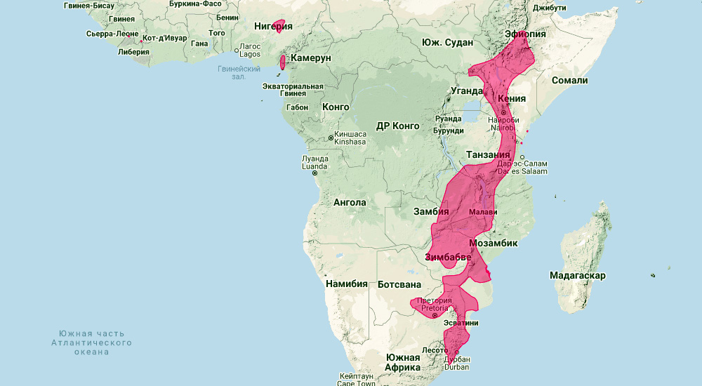 Bushveld Horseshoe Bat (Rhinolophus simulator) Ареал обитания на карте