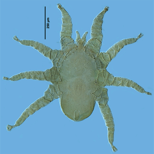 Семейство Rhinonyssidae фото