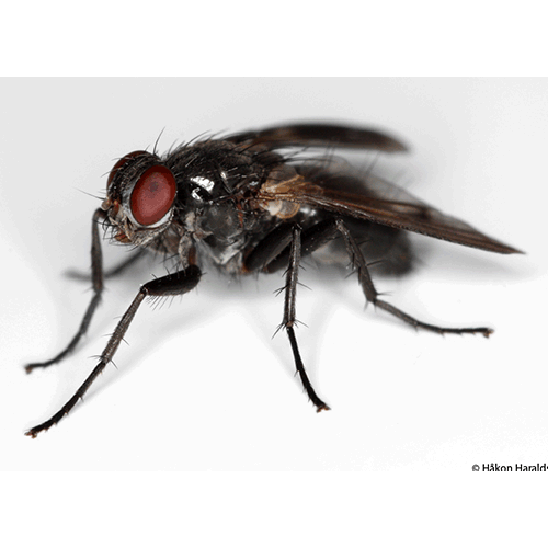 Семейство Rhinophoridae фото