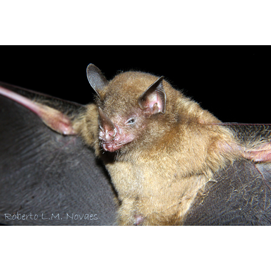 Карликовый листонос Фишера (Rhinophylla fischerae) Фото №2