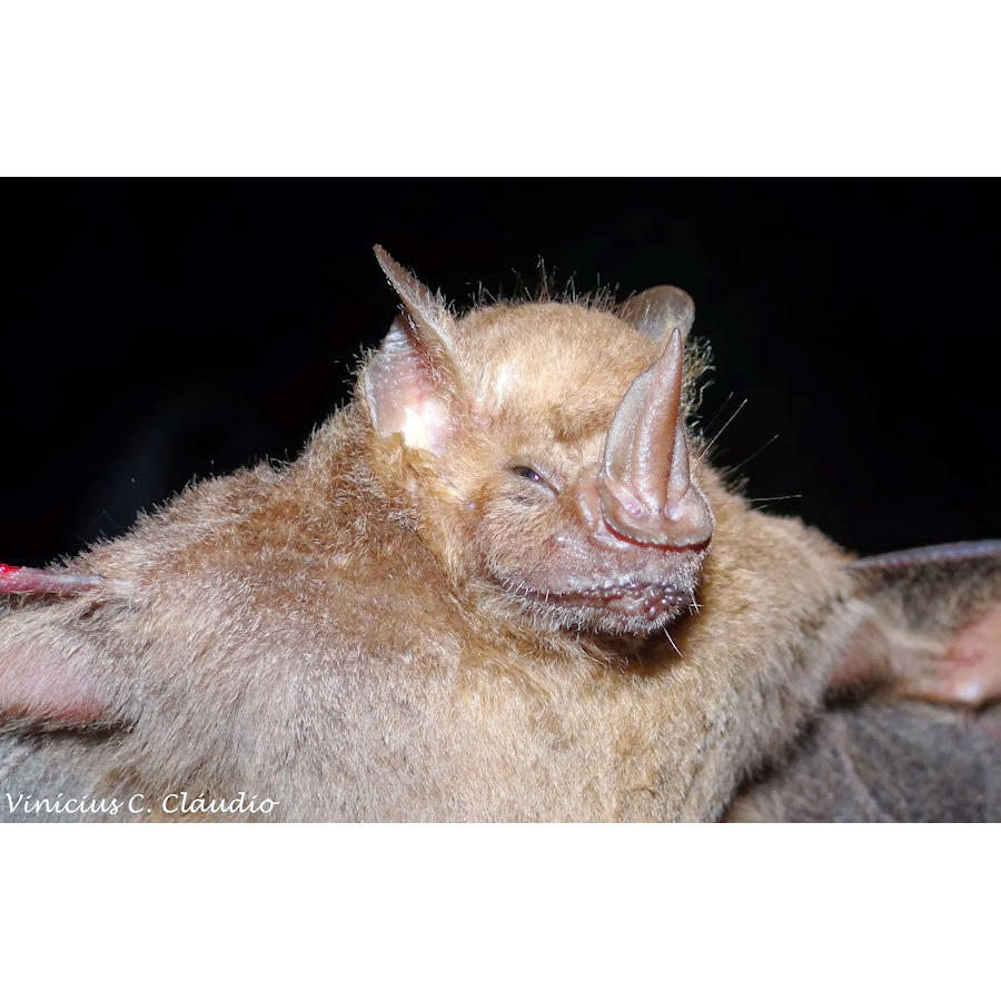 Карликовый листонос Фишера (Rhinophylla fischerae) Фото №3