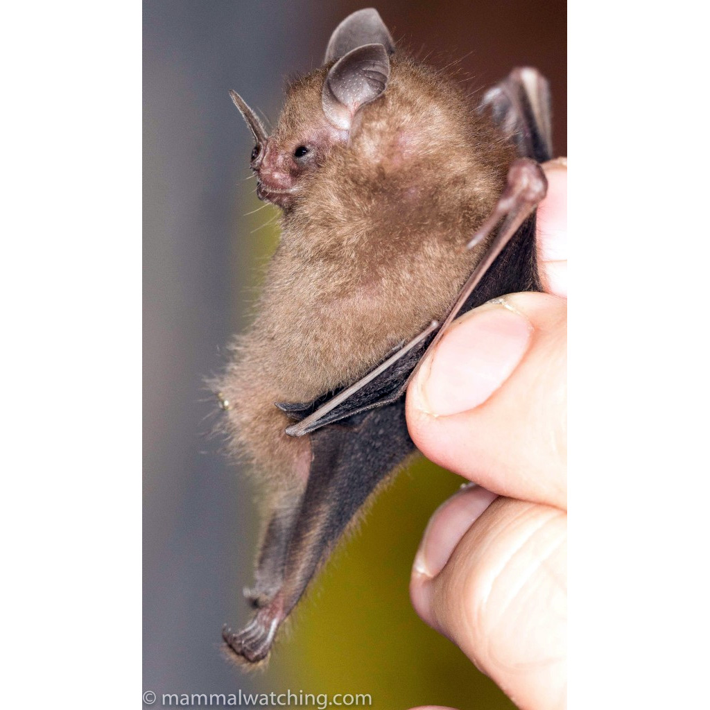 Карликовый листонос Фишера (Rhinophylla fischerae) Фото №4