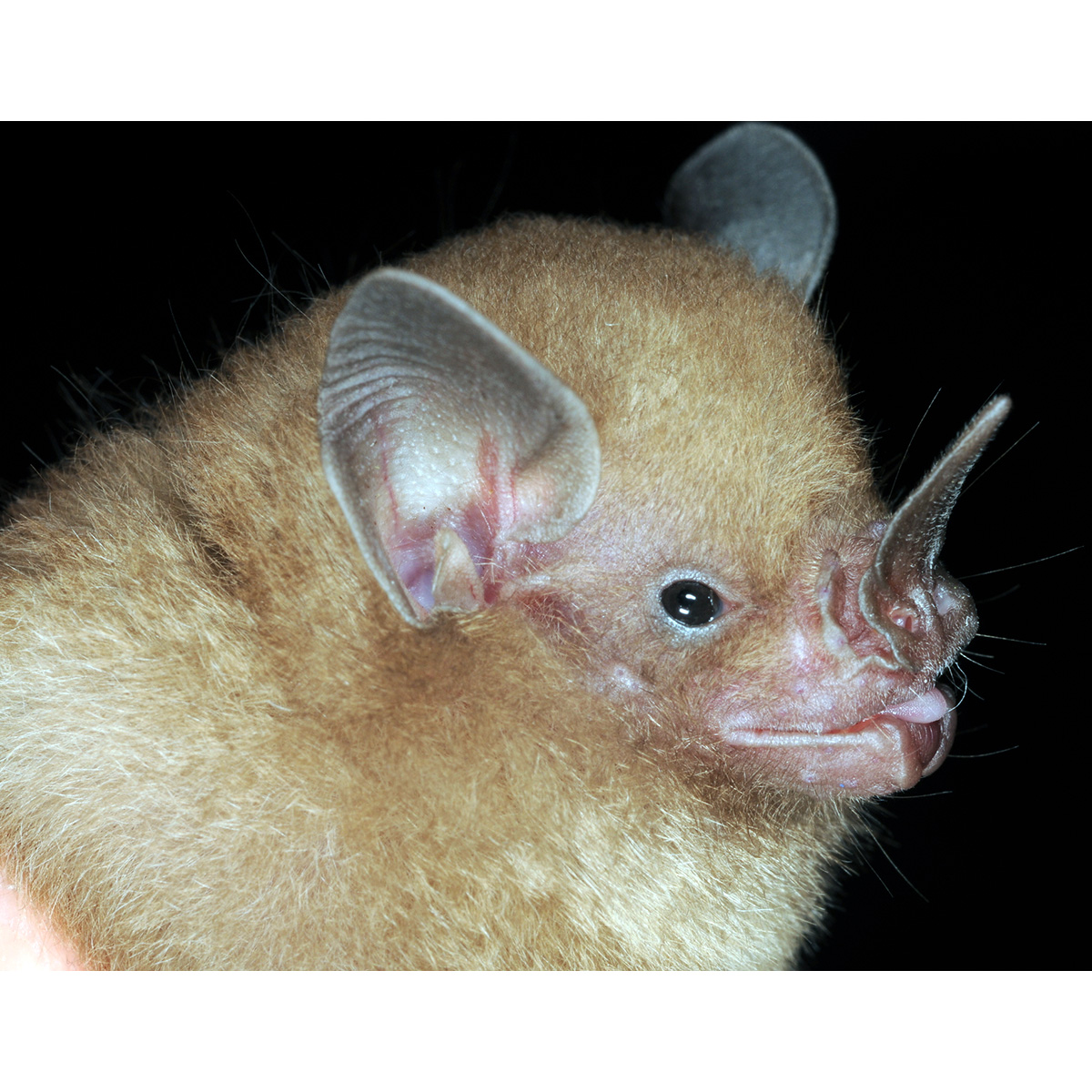 Карликовый листонос Фишера (Rhinophylla fischerae) Фото №5