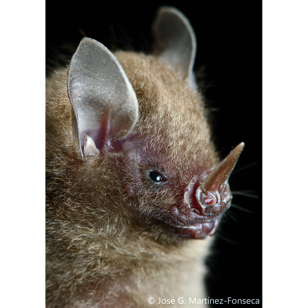 Карликовый листонос Фишера (Rhinophylla fischerae) Фото №6