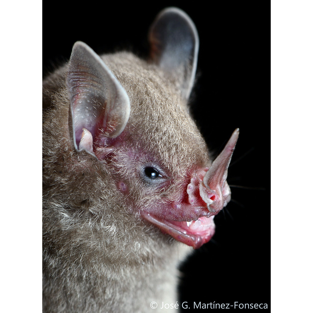 Карликовый листонос (Rhinophylla pumilio) Фото №10