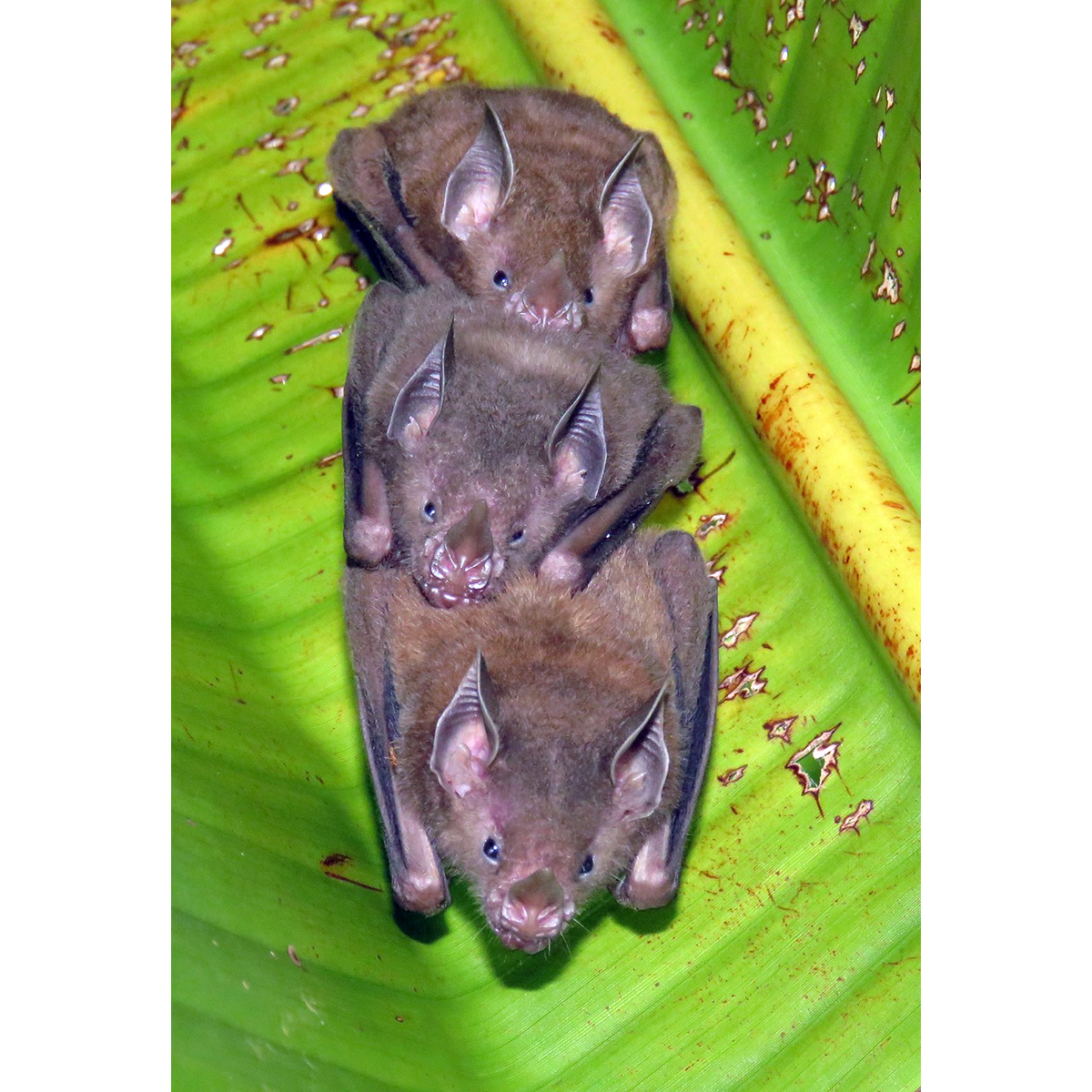 Карликовый листонос (Rhinophylla pumilio) Фото №4