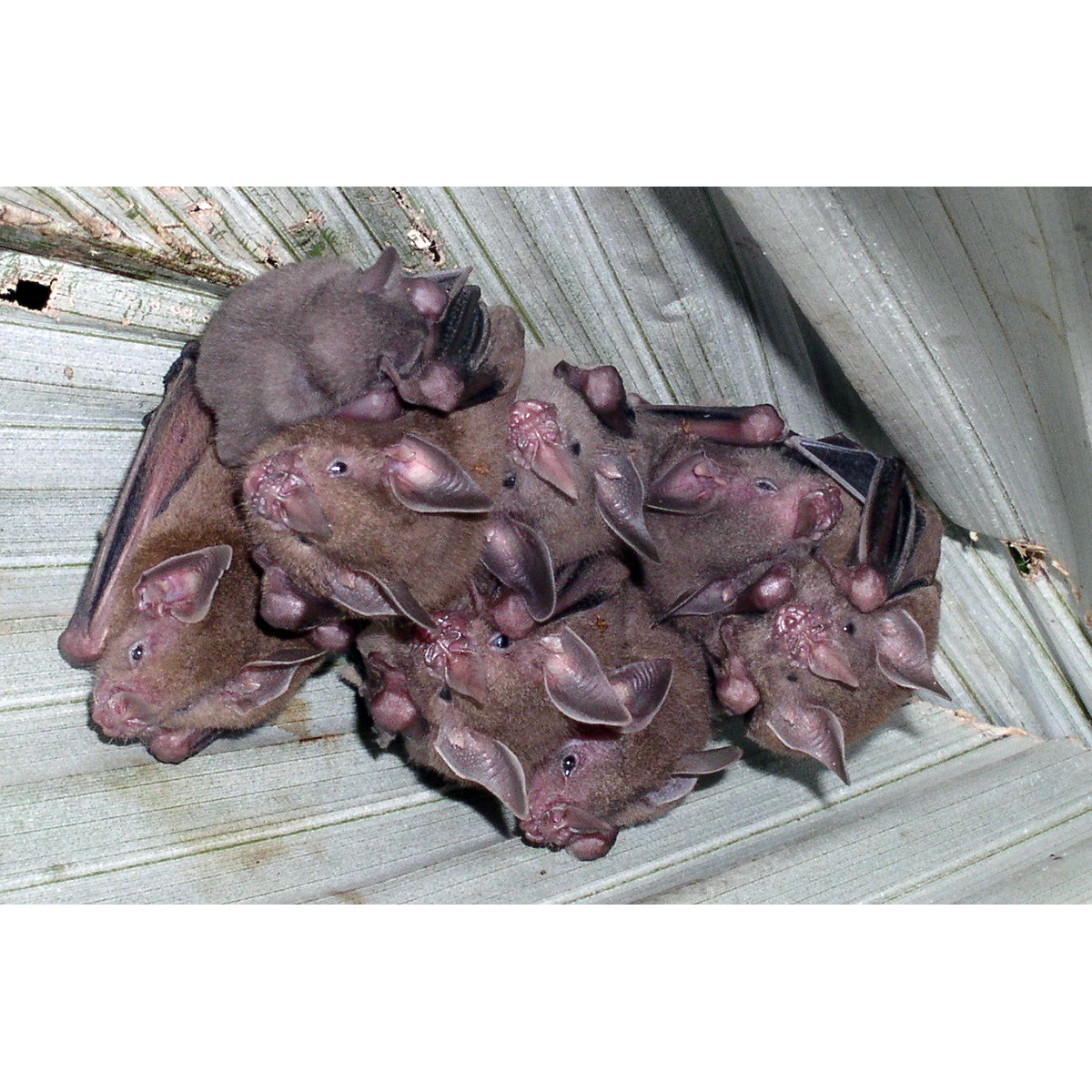 Карликовый листонос (Rhinophylla pumilio) Фото №5