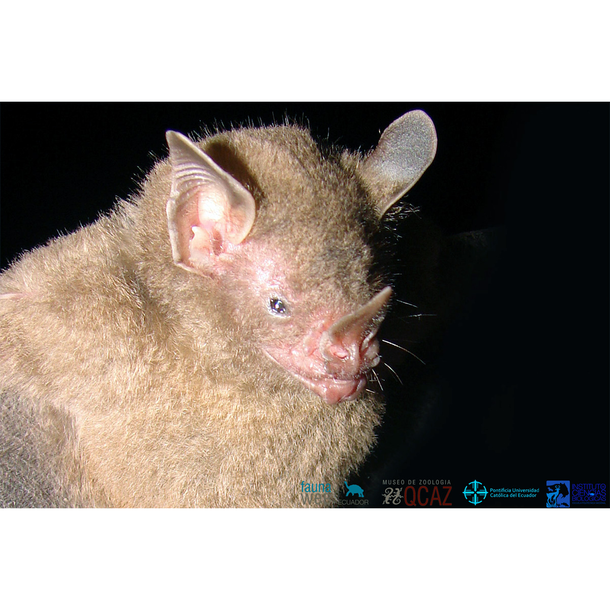 Карликовый листонос (Rhinophylla pumilio) Фото №7