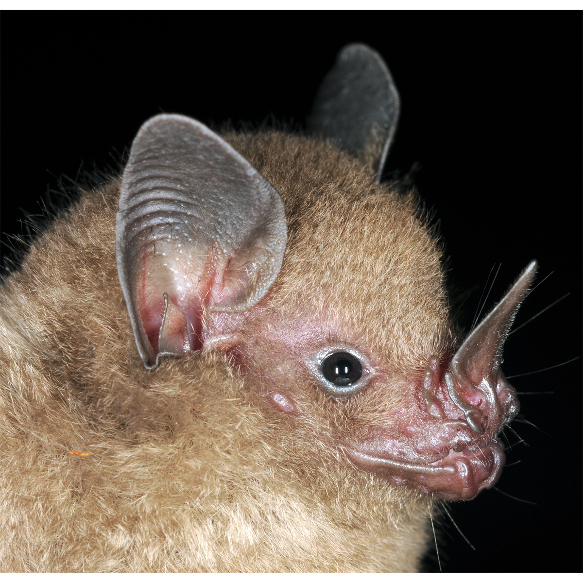 Карликовый листонос (Rhinophylla pumilio) Фото №8