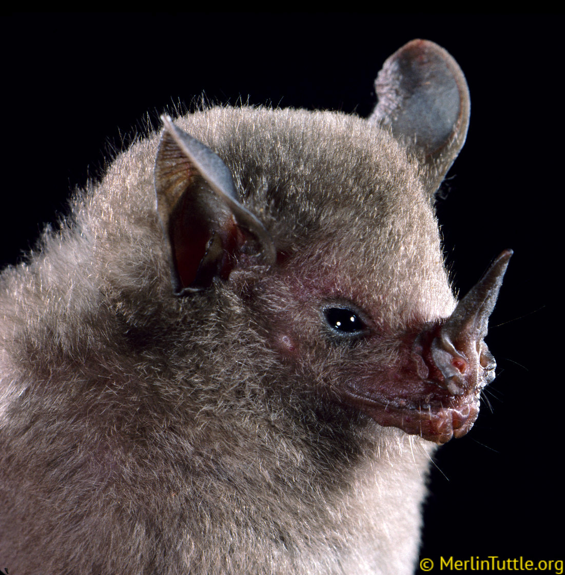 Карликовый листонос (Rhinophylla pumilio) Фото №9