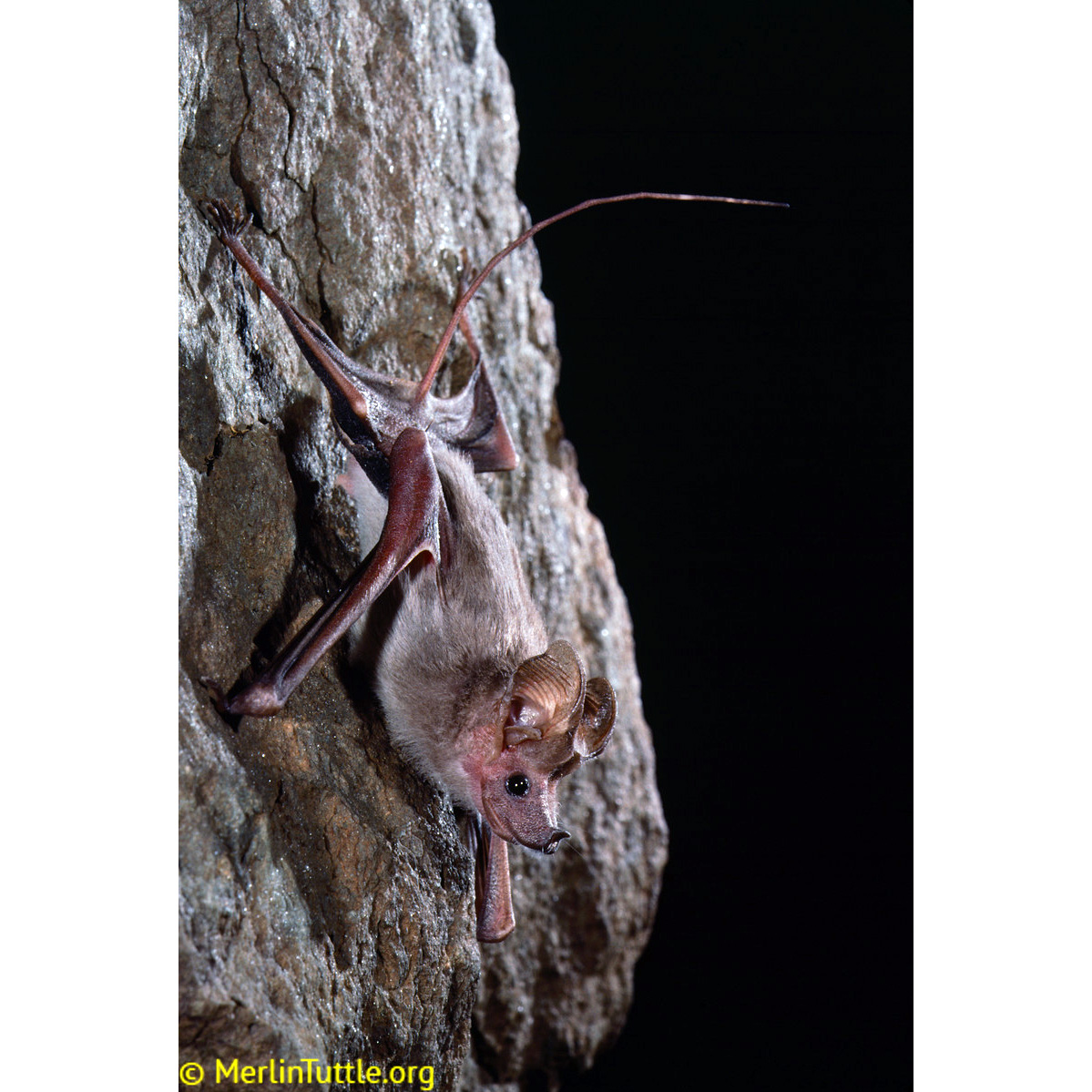 Малый ланцетонос (Rhinopoma hardwickii) Фото №3