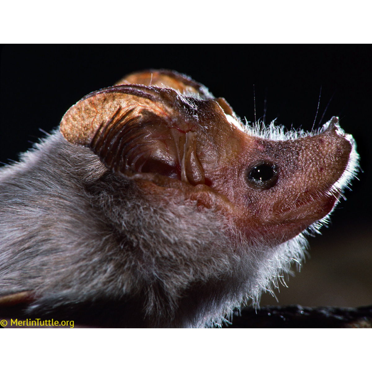 Малый ланцетонос (Rhinopoma hardwickii) Фото №8
