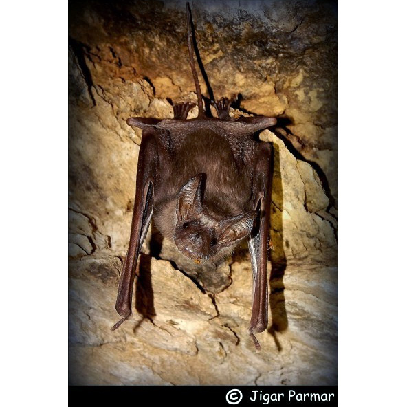Большой ланцетонос (Rhinopoma microphyllum) Фото №5