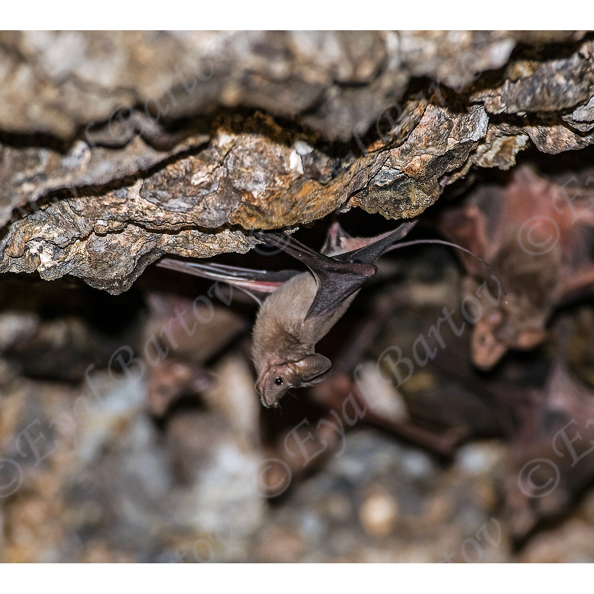 Большой ланцетонос (Rhinopoma microphyllum) Фото №7