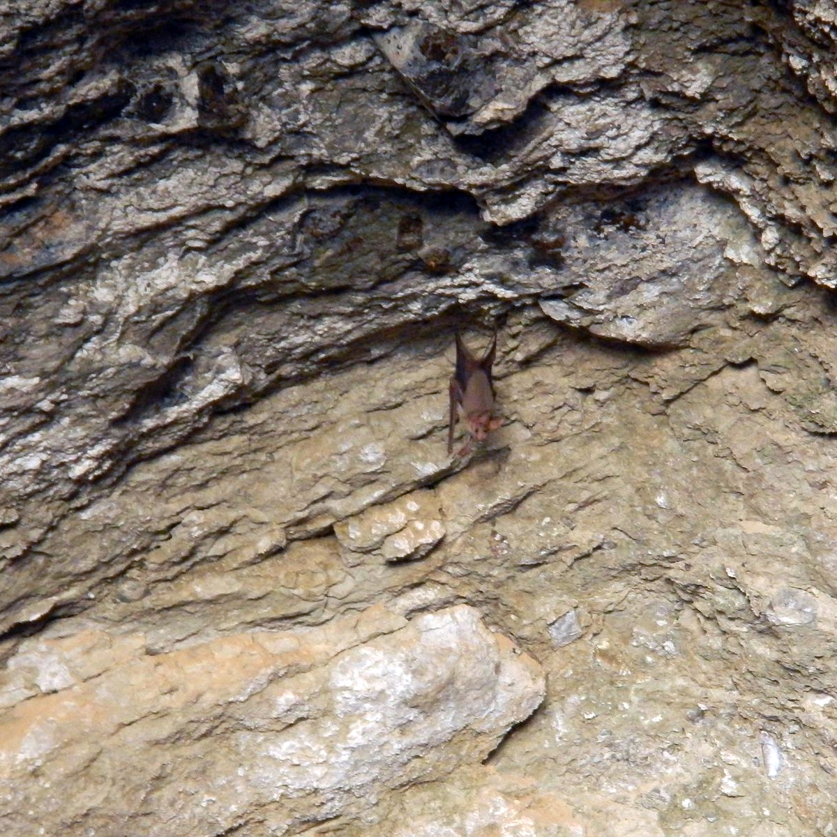 Малый мышехвост (Rhinopoma muscatellum) Фото №5
