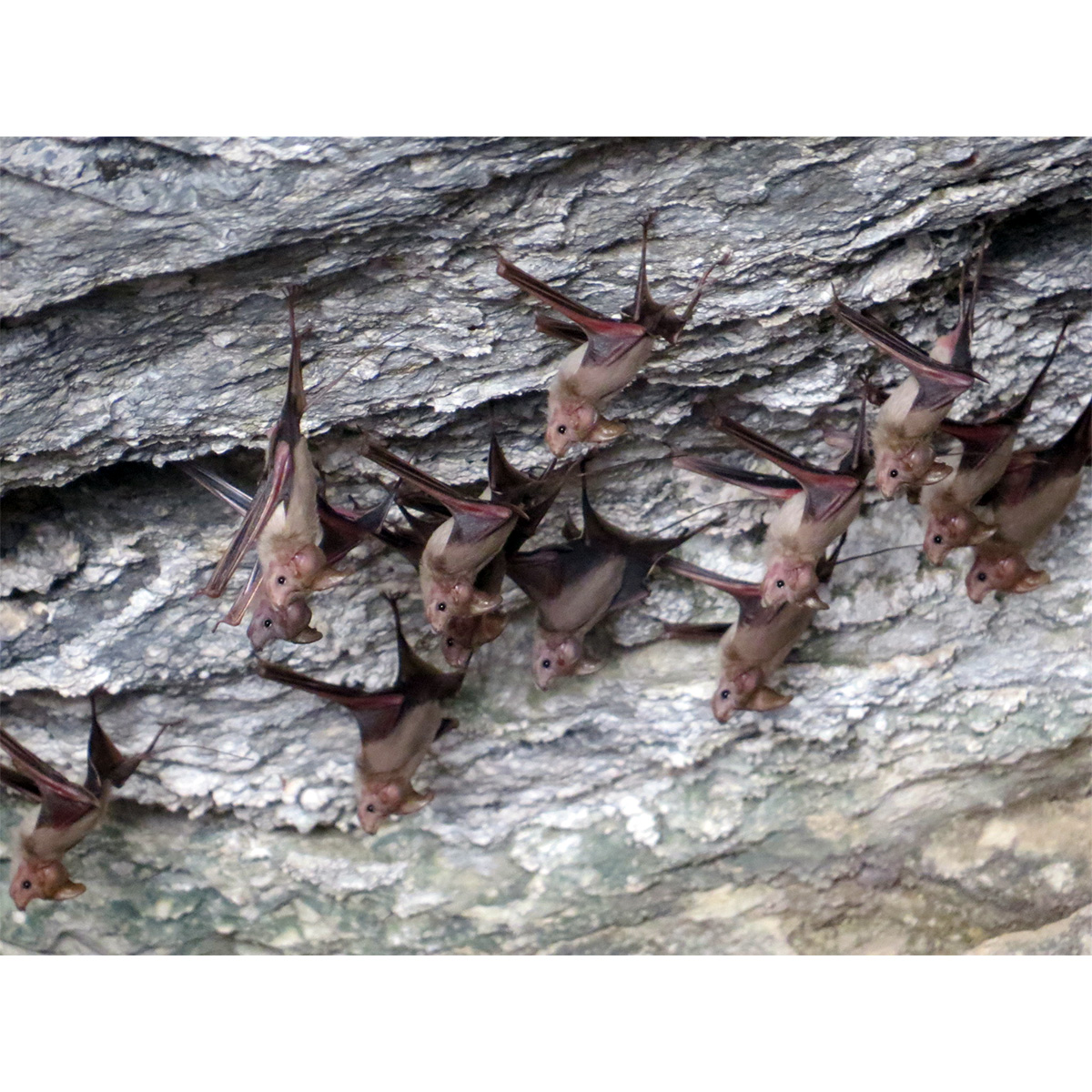 Малый мышехвост (Rhinopoma muscatellum) Фото №6