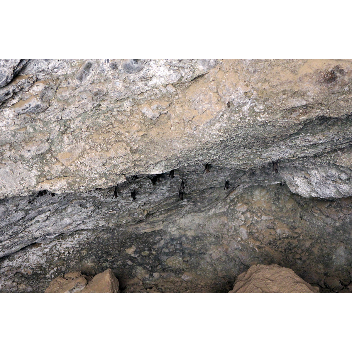 Малый мышехвост (Rhinopoma muscatellum) Фото №7