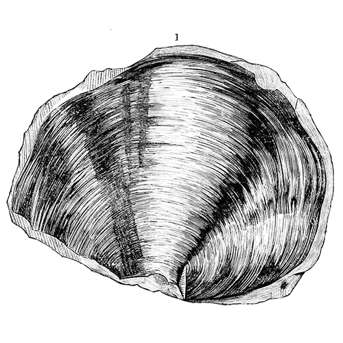 Семейство Rhinoporidae фото