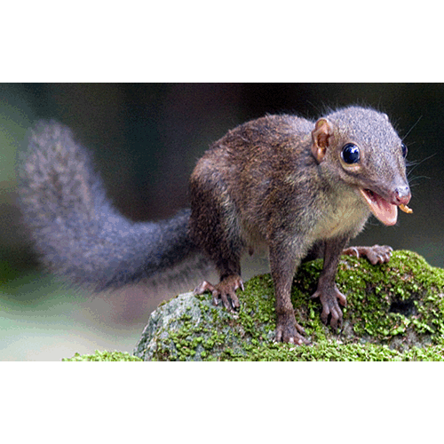 Род Rhinosciurus  фото