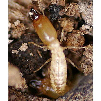 Семейство Rhinotermitidae фото