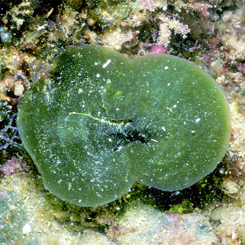 Семейство Rhipiliaceae фото
