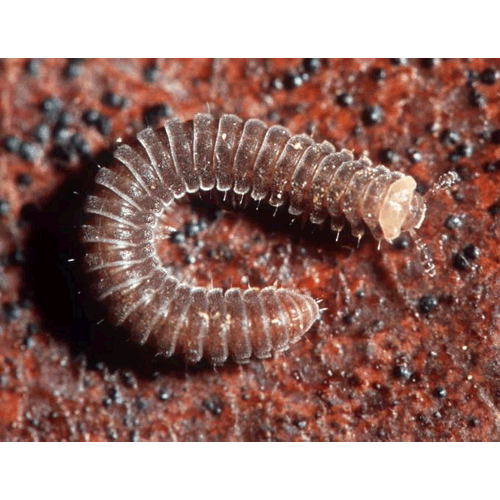 Семейство Rhiscosomididae фото