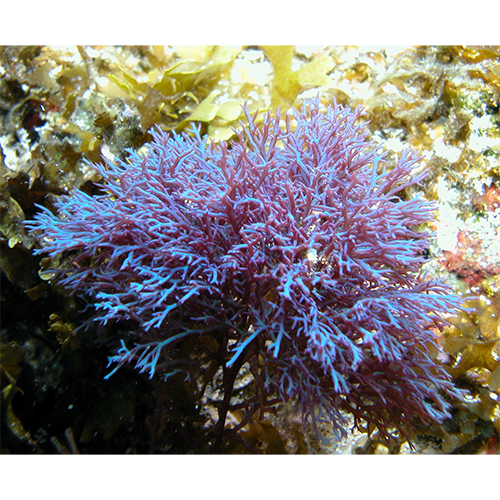 Семейство Rhizophyllidaceae фото