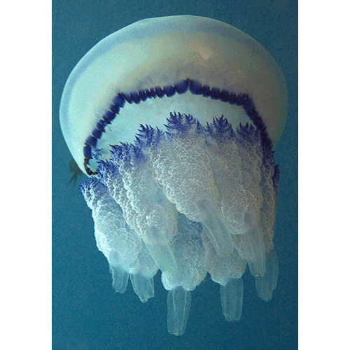 Семейство Rhizostomatidae  фото